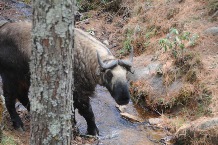 mar23-takin-national-an#8BD