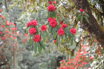 mar21-rhododendron-dach#8AD